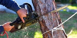 Best Tree Disease Treatment  in Lansdale, PA