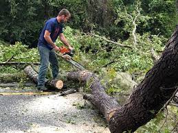 Reliable Lansdale, PA Tree Care Services Solutions