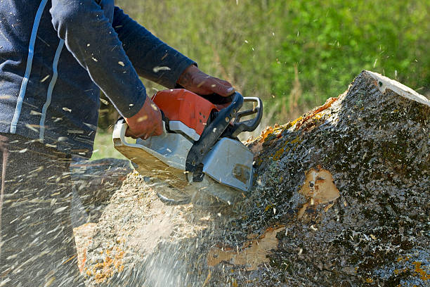 Tree and Shrub Care in Lansdale, PA